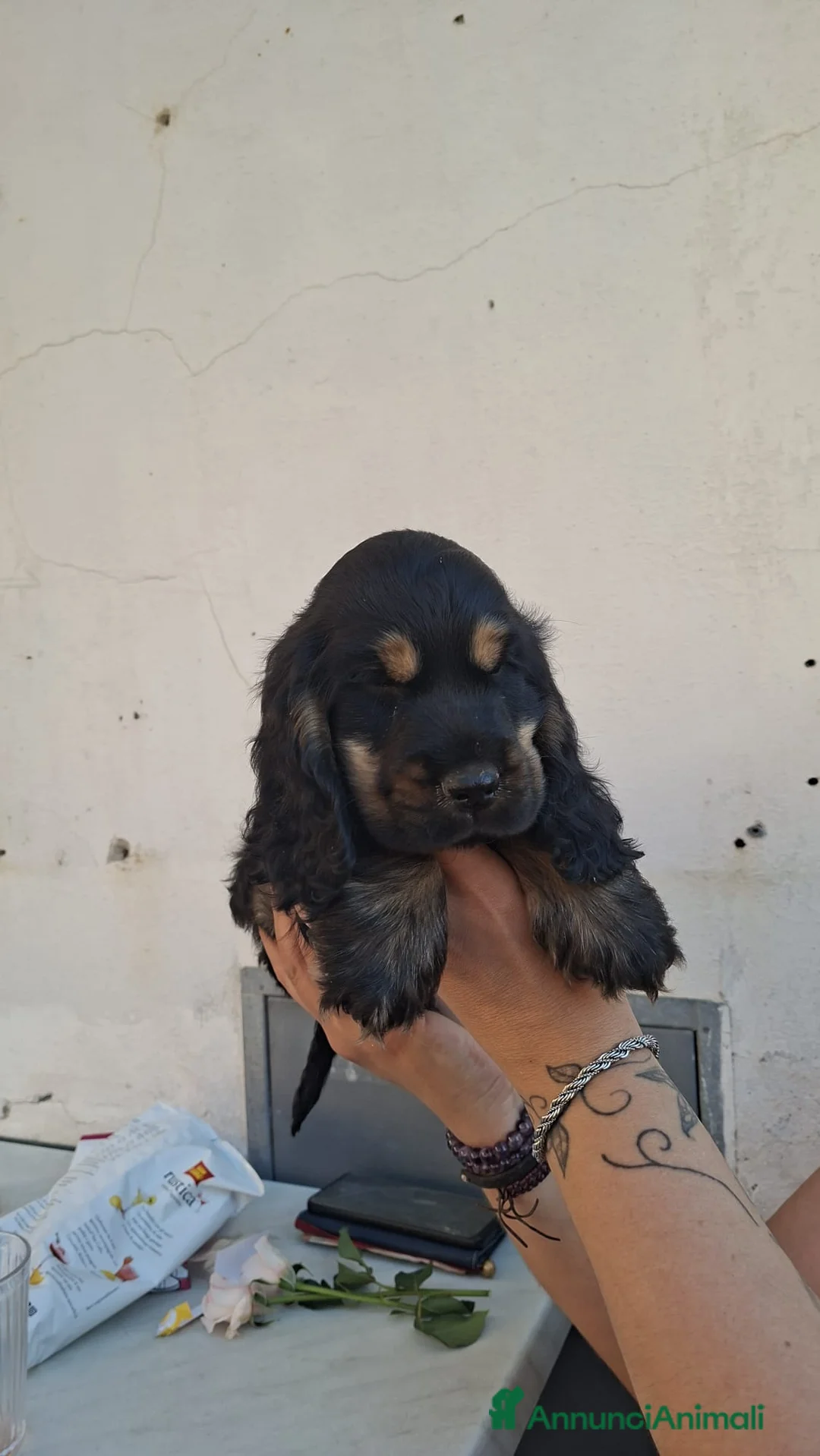 Cocker cani in vendita: Ultimo cucciolo cocker - Annuncio 1
