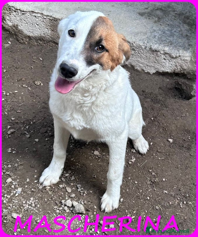 Meticcio cani MASCHERINA CUCCIOLONA SIMIL JACK RUSSEL 7-8 MESI - Annuncio 1