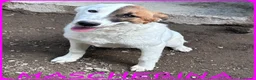 Meticcio cani in regalo: MASCHERINA CUCCIOLONA SIMIL JACK RUSSEL 7-8 MESI - Annuncio 1