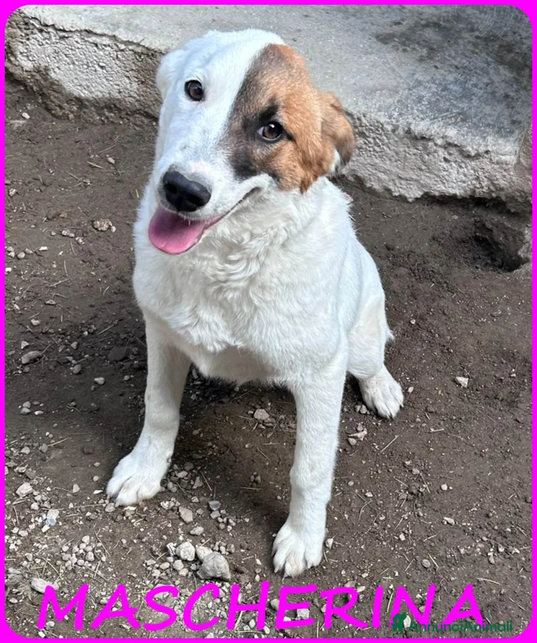 Meticcio cani in regalo: MASCHERINA CUCCIOLONA SIMIL JACK RUSSEL 7-8 MESI - Annuncio 1