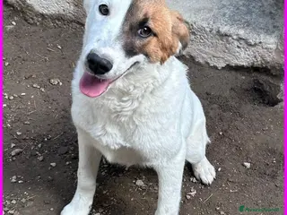 Meticcio cani MASCHERINA CUCCIOLONA SIMIL JACK RUSSEL 7-8 MESI - Annuncio 41