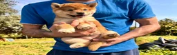 Shiba Inu cani in vendita: Shiba Inu Cucciola con pedigree  - Annuncio 5