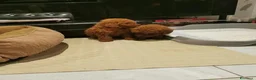 Barboncino Toy cani in vendita: Adorabili cuccioli di barboncino toy - Annuncio 5