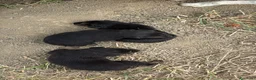 Meticcio cani in regalo: Cuccioli meticci  a Città metropolitana di Roma Capitale - Annuncio 2