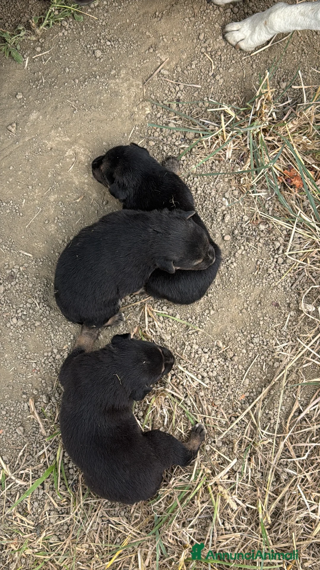Meticcio cani in regalo: Cuccioli meticci  a Città metropolitana di Roma Capitale - Annuncio 2
