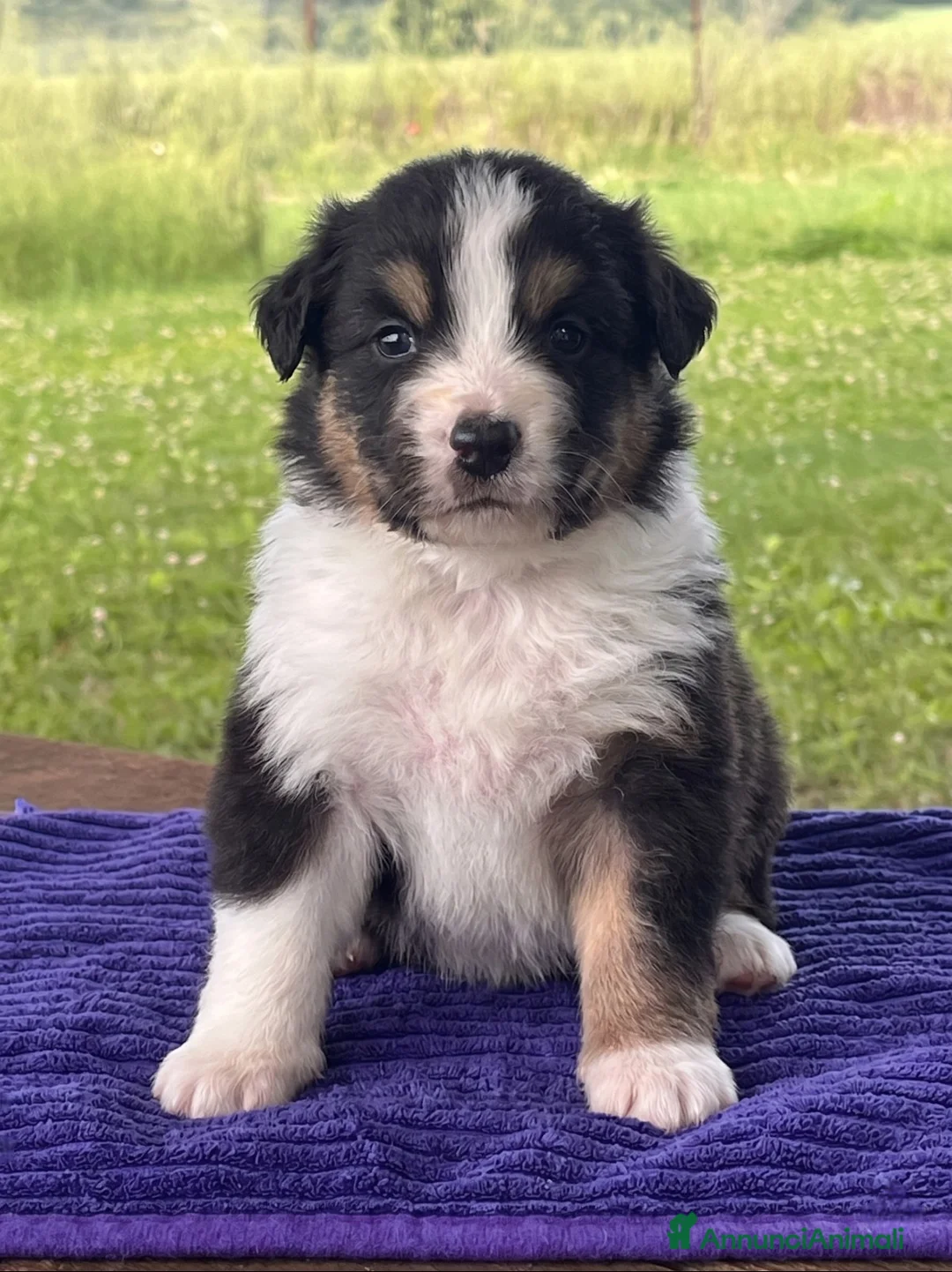 Australian Shepherd cani in vendita: Cuccioli Australian Shepherd - Annuncio 1