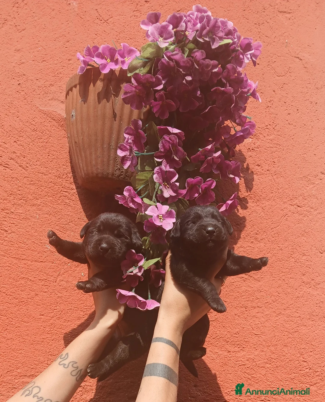 Labrador cani in vendita: Cuccioli di labrador retriever  - Annuncio 15