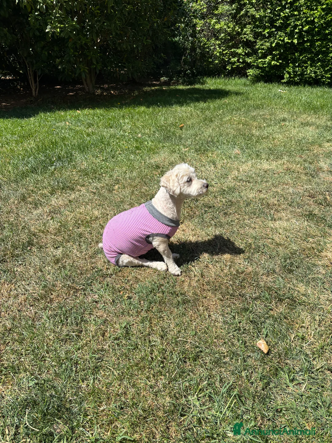 Maltipoo cani in vendita: due cuccoli cercano Casa  - Annuncio 4