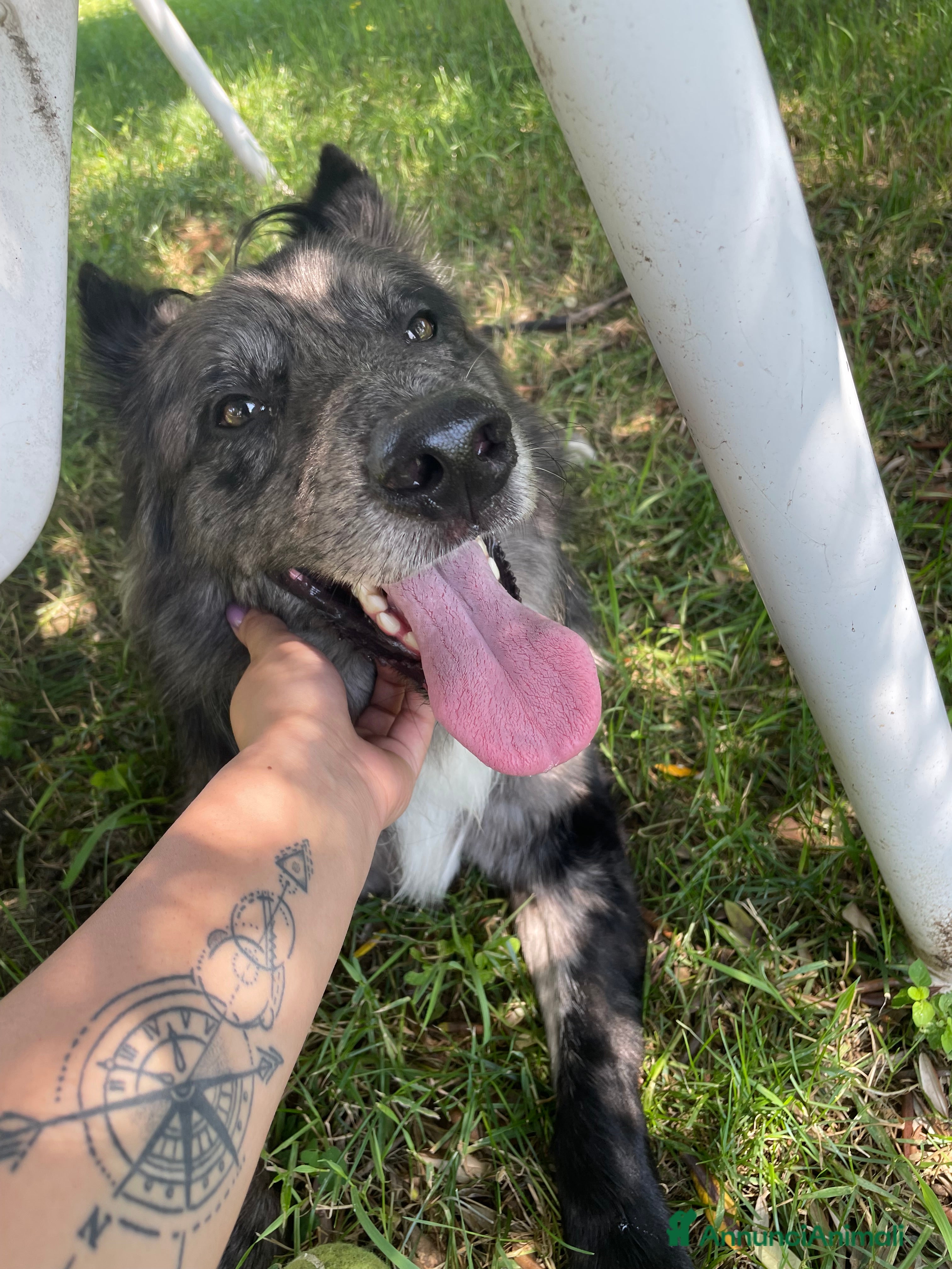 Meticcio cani BRESCIA E PEOVINCIA LUCKY CERCA CASA  - Annuncio 15