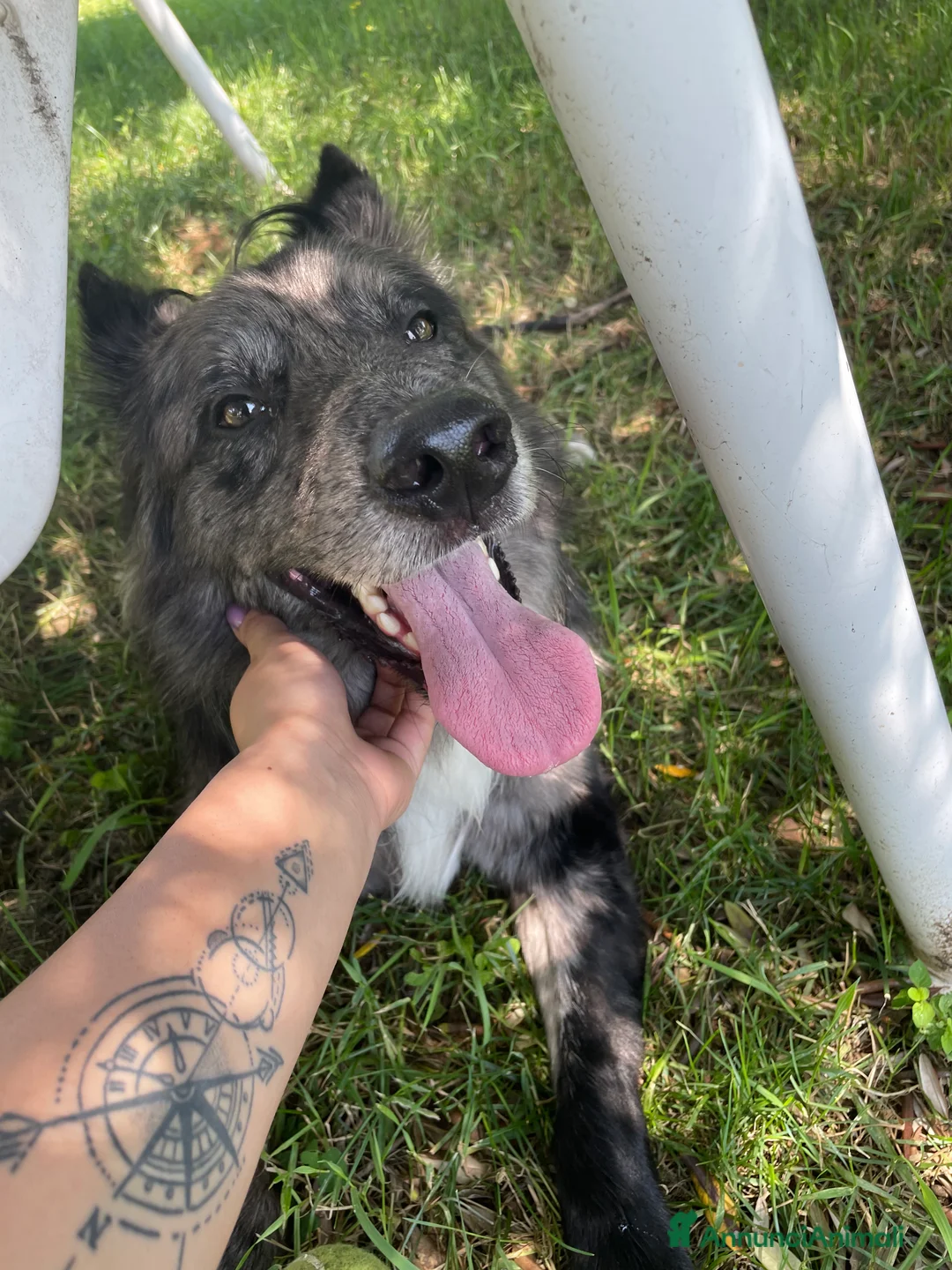 Meticcio cani in regalo: BRESCIA E PEOVINCIA LUCKY CERCA CASA  a Provincia di Brescia - Annuncio 1