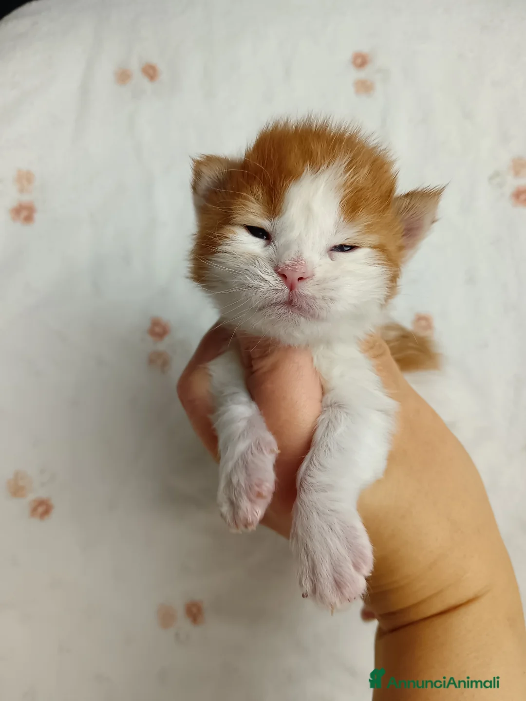 Maine Coon gatti in vendita: Cuccioli Maine coon bicolori - Annuncio 2