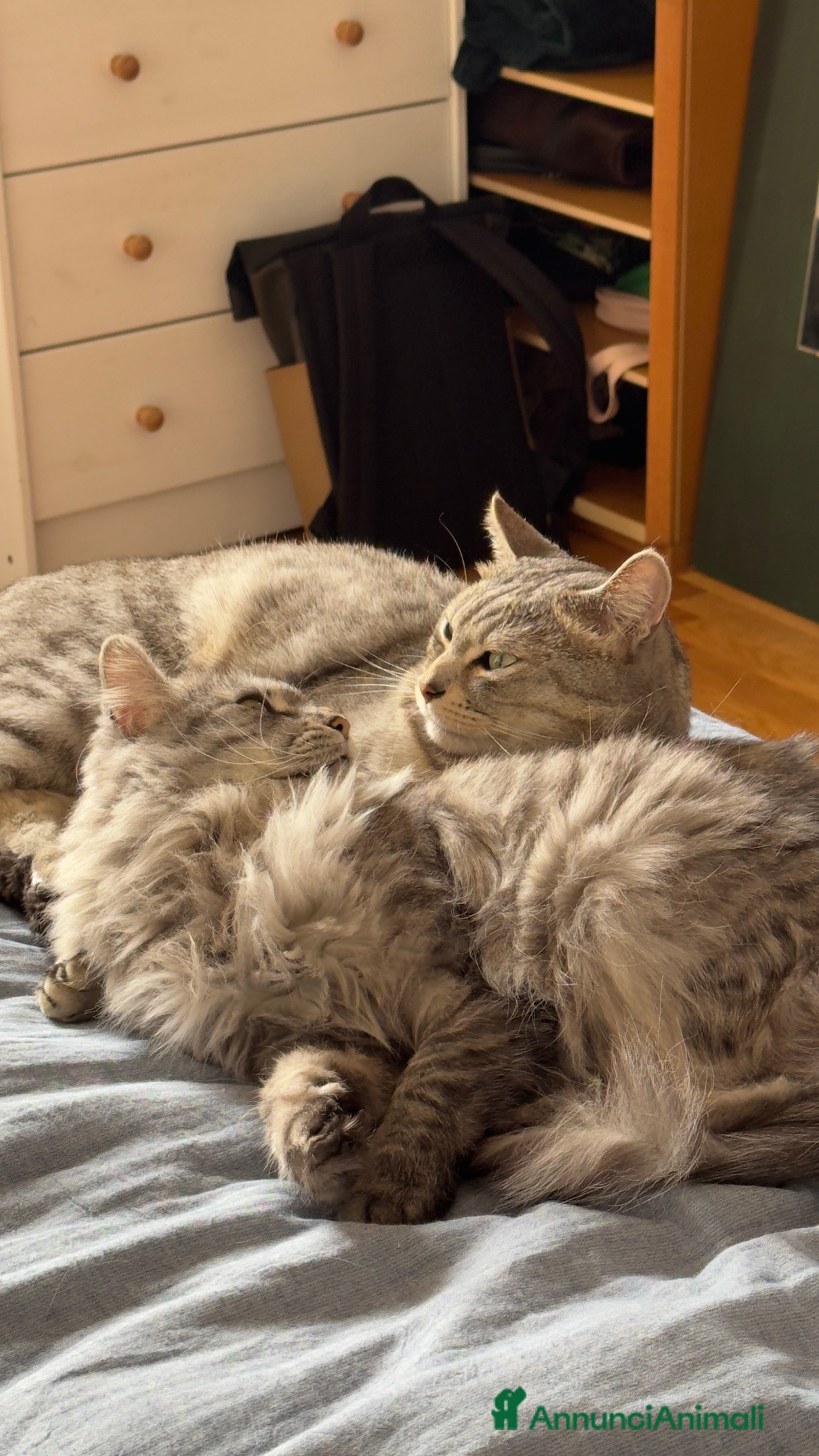 Meticcio gatti Micini affettuosi - Annuncio 2