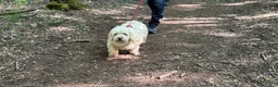 Meticcio cani in regalo: Snoopy, un meticcio coccolone - Annuncio 6