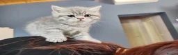 British gatti in vendita: British shorthair cuccioli - Annuncio 9