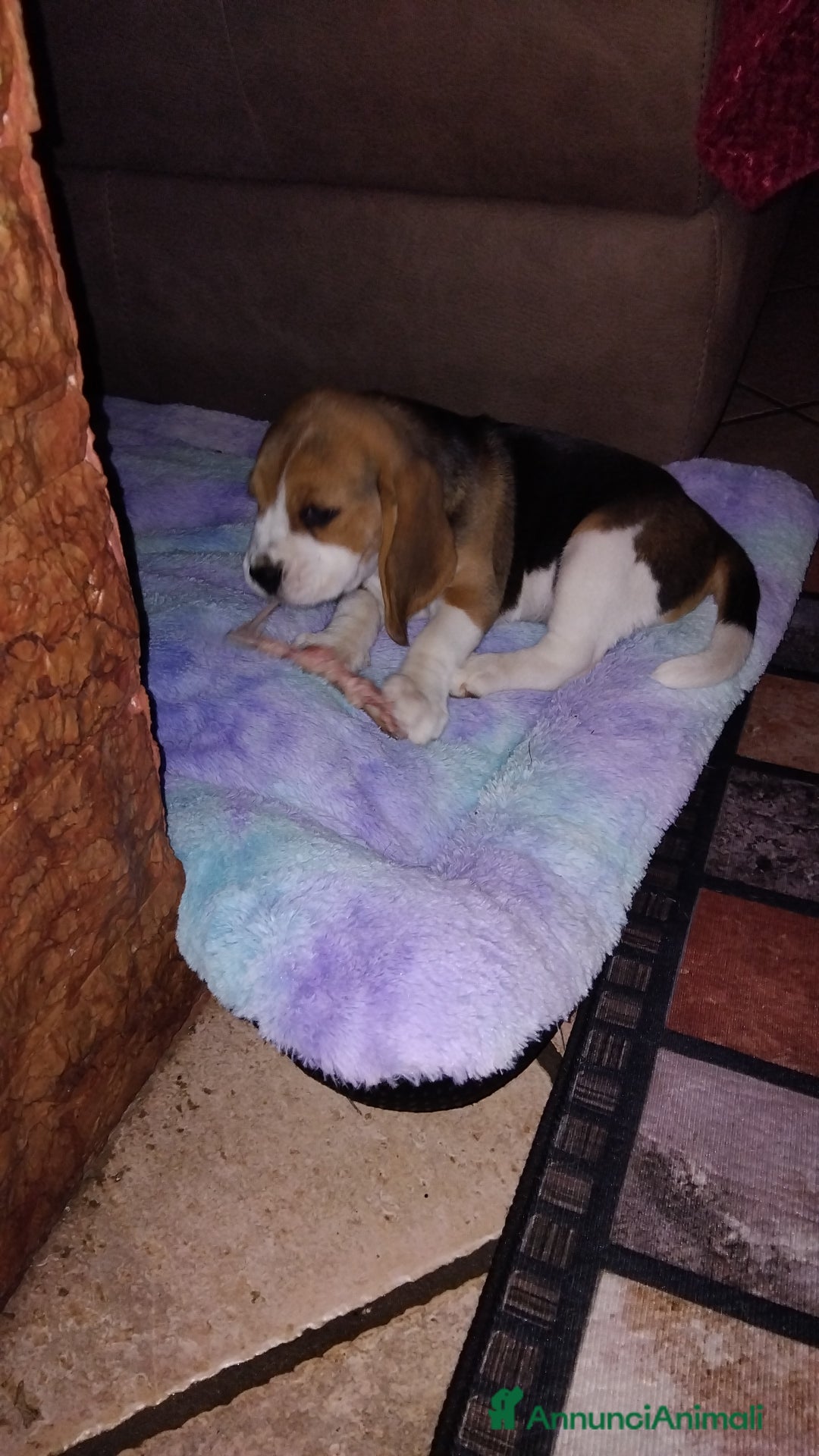 Beagle cani in vendita: Meravigliosa cucciolata Beagle - Annuncio 5