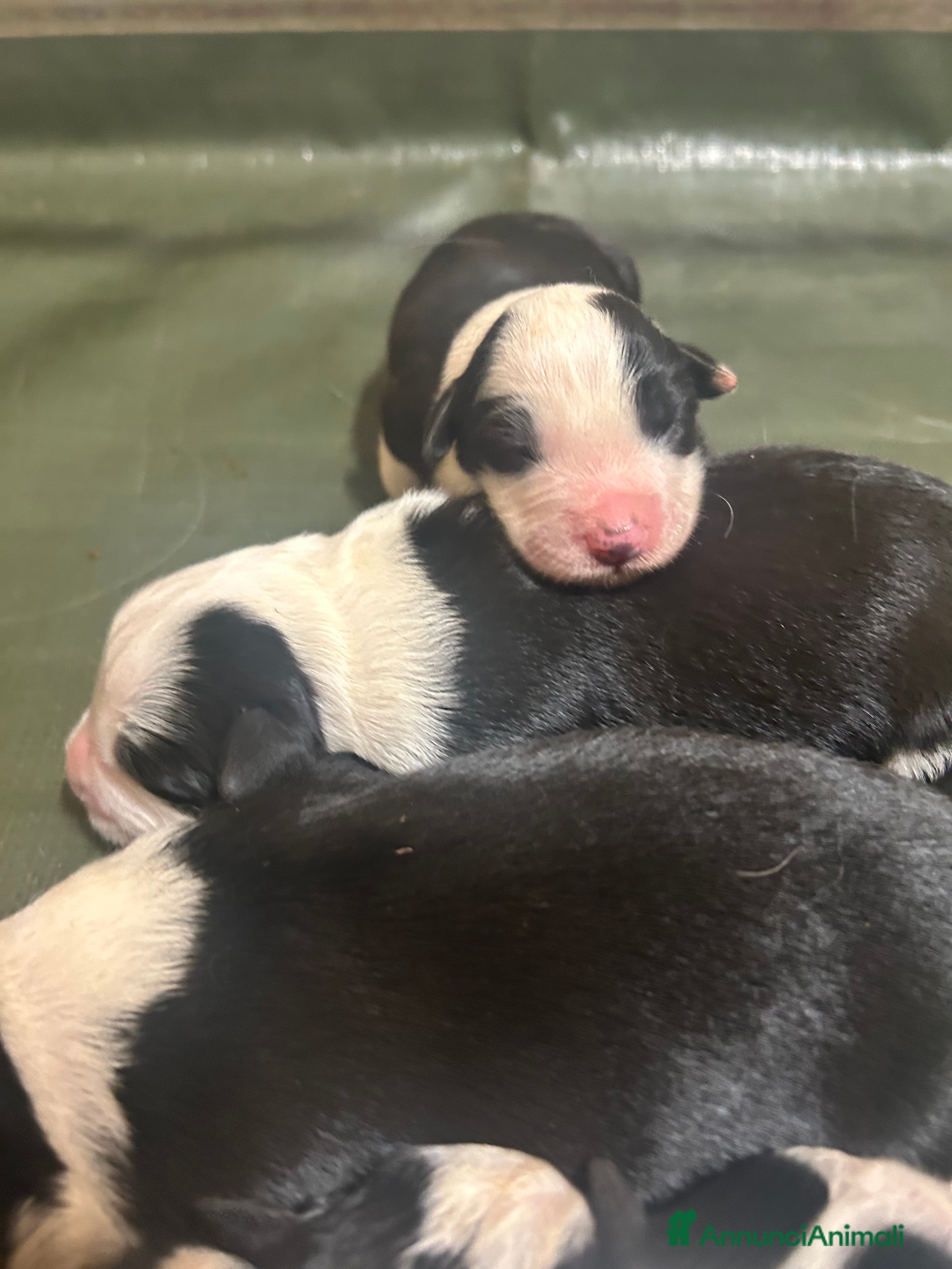 Border Collie cani Allevamento BELVERDE border collie - Annuncio 2