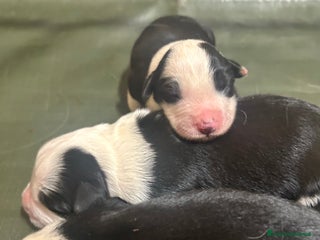 Border Collie cani Allevamento BELVERDE border collie - Annuncio 1
