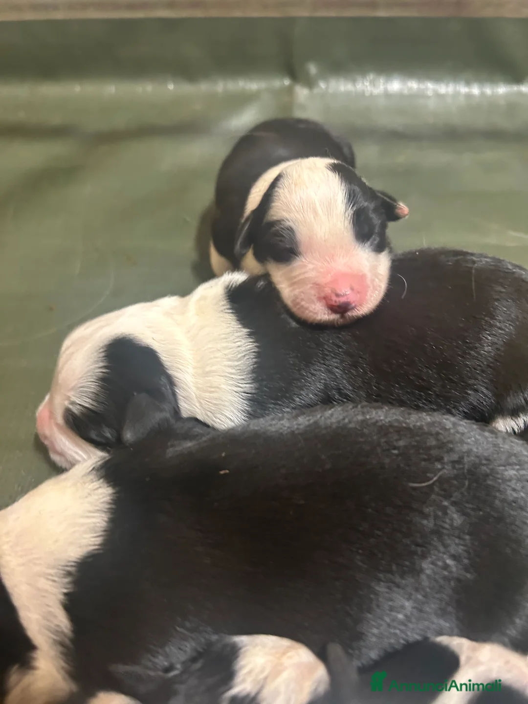 Border Collie cani in vendita: Allevamento BELVERDE border collie - Annuncio 1