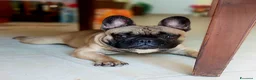Bulldog Francese cani per accoppiamento: Bulldog francese per monta a Provincia dell'Aquila - Annuncio 1