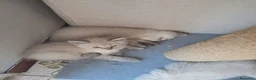 Siberiano gatti in vendita: Cucciolo siberiano neva  - Annuncio 6