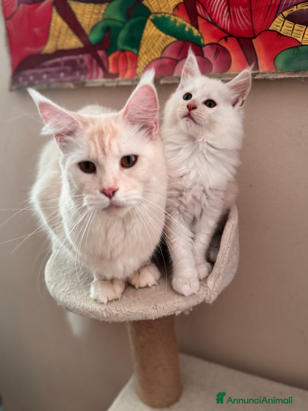 Maine Coon gatti in vendita: Cucciola di Maine Coon - Ped. AFSI - Annuncio 8