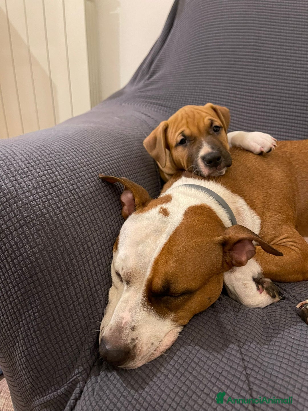 American Staffordshire cani in vendita: Cucciolo ARTù  - Annuncio 2