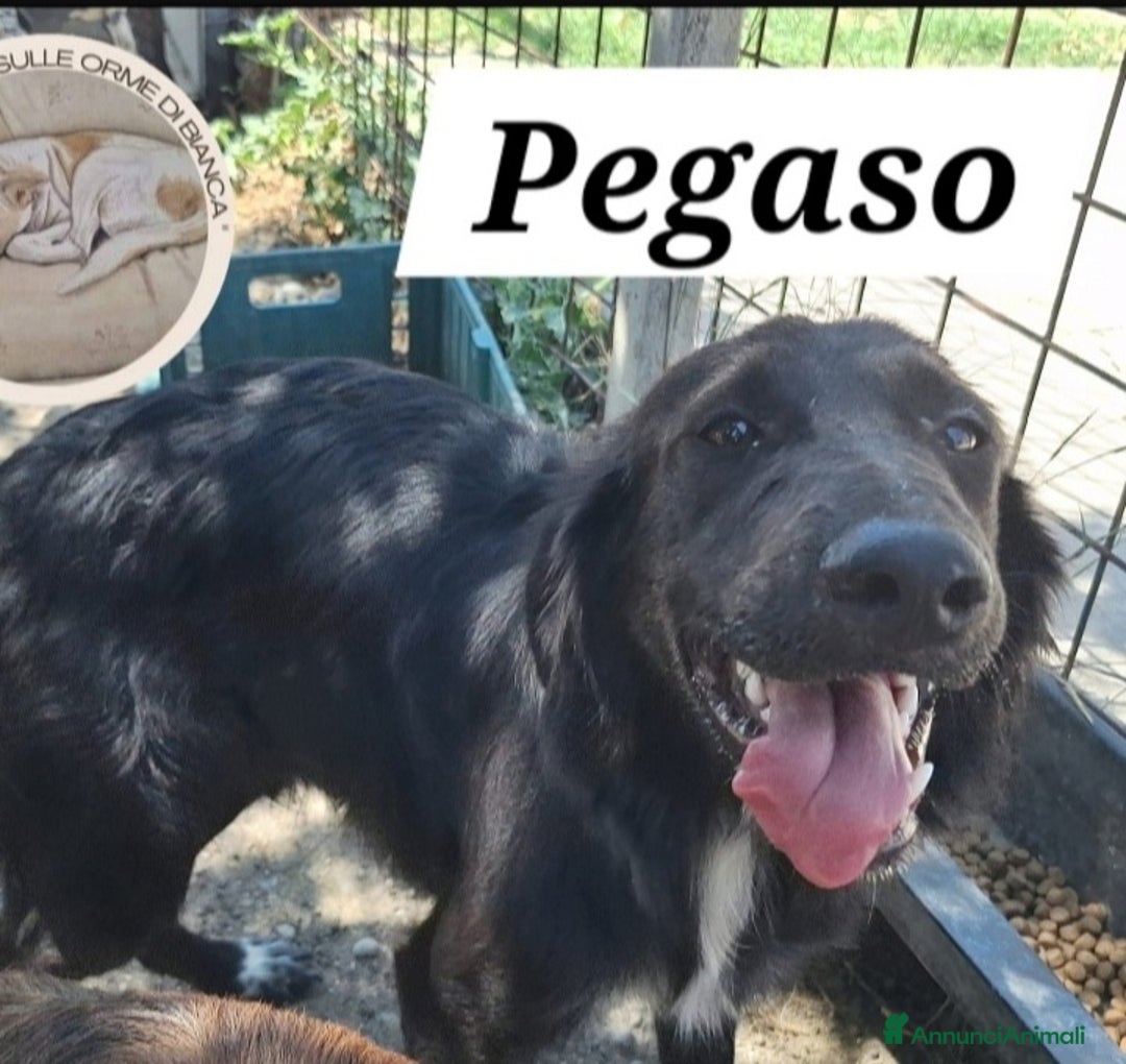 Meticcio cani in regalo: 2fratelli 18mesi INSEPARABILI( mamma Setter)Calabr - Annuncio 5