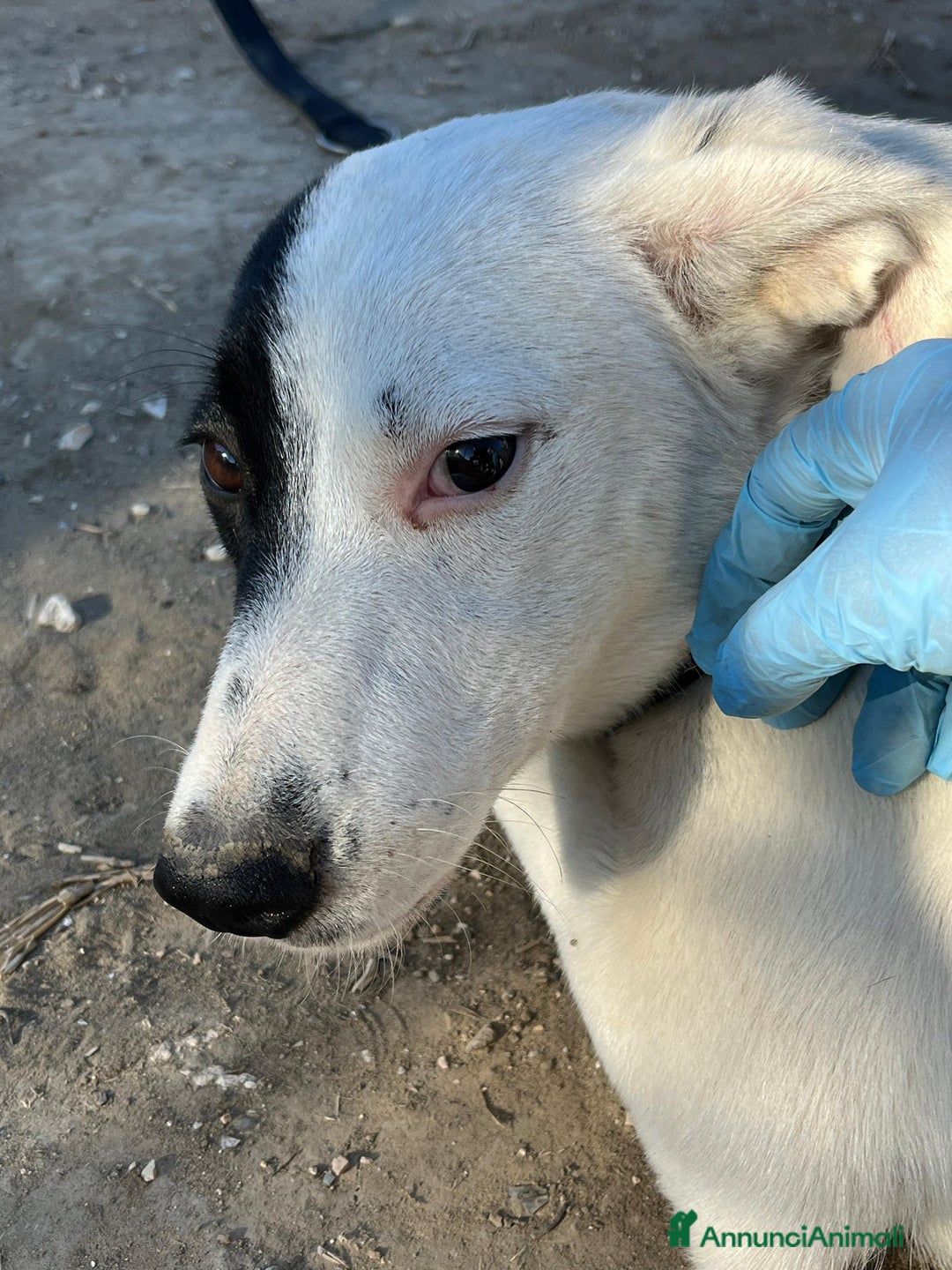 Altre razze cani in regalo: Chloe - 6 mesi - Dolce e Affettuosa - Annuncio 5