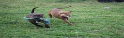 Pitbull cani in vendita: Cuccioli Pit Bull con pedigree anche a rate - Annuncio 20