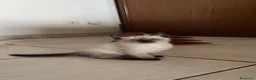 Siamese gatti in vendita: Gattini siamesi seal point - Annuncio 6