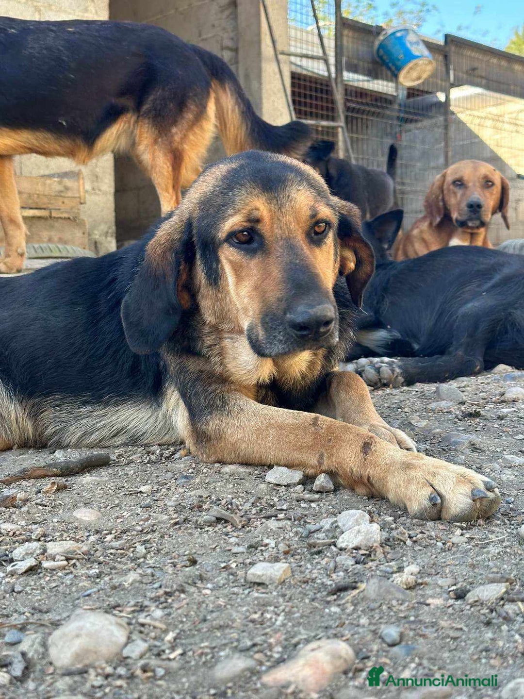 Meticcio cani in regalo: AISHAN, dimenticato da tutti! - Annuncio 4