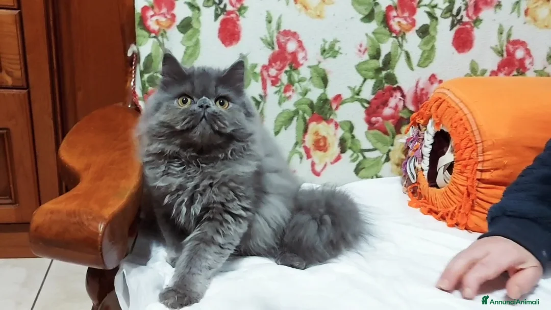 Persiano gatti in vendita: Cucciolo Maschio di Persiano - Annuncio 2