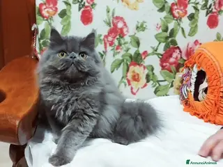 Persiano gatti Cucciolo Maschio di Persiano - Annuncio 34