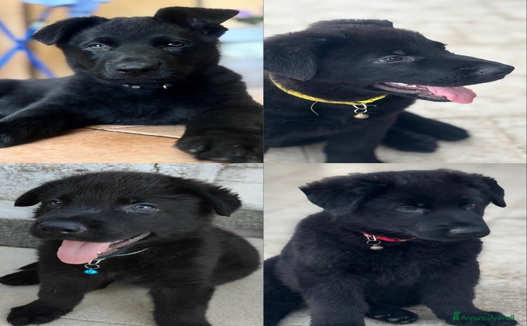 Pastore Tedesco cani a Provincia di Matera - Annuncio 2
