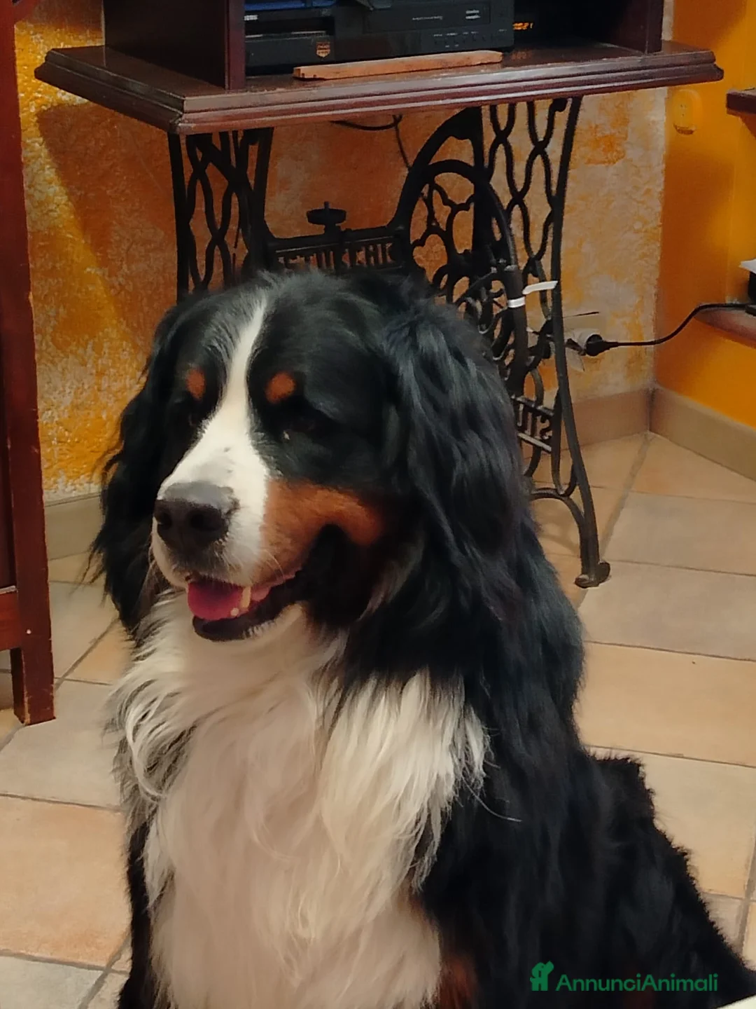 Bovaro del Bernese cani per accoppiamento: ARON Bovaro del Bernese - Annuncio 1