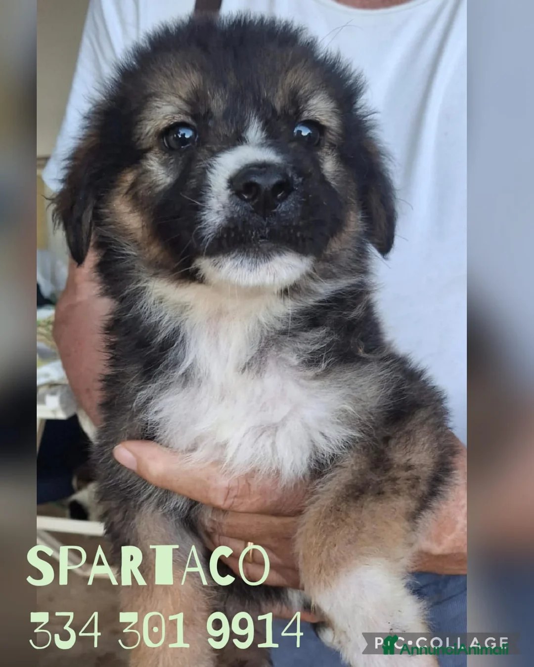 Meticcio cani in regalo: SPARTACO 💙 una nuvola di coccole a Provincia di Novara - Annuncio 1