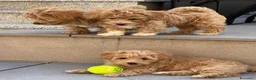 Maltipoo cani in vendita: Maltipoo in pronta consegna  - Annuncio 6