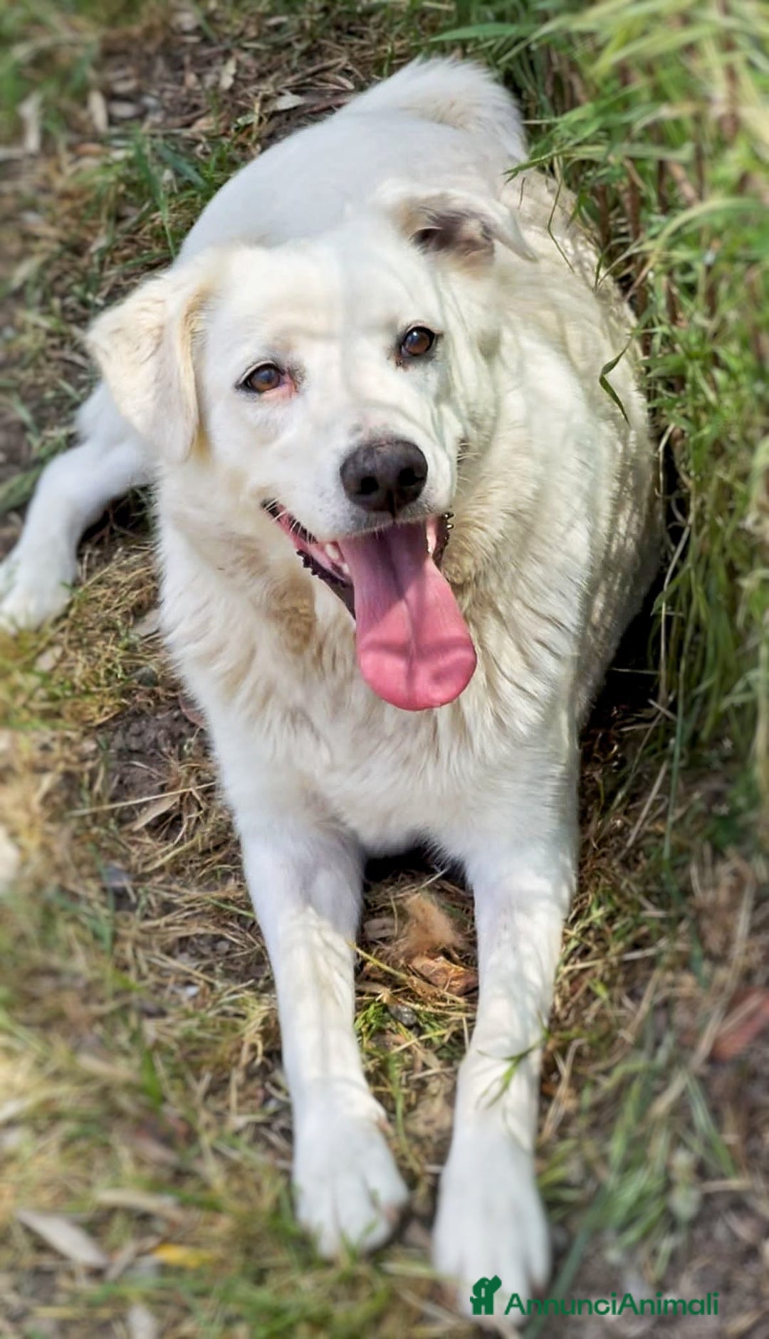 Meticcio cani in regalo: WILMA 🩷 - due anni ed è ancora senza famiglia 😢 - Annuncio 3