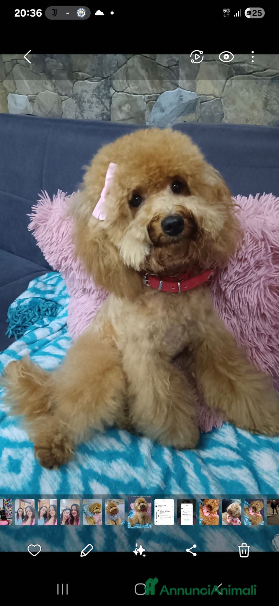 Barboncino cani Barboncini albicocca e red - Annuncio 2