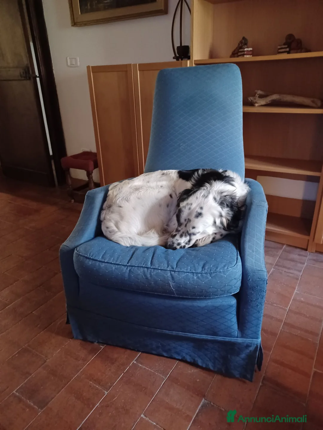 Meticcio cani in regalo: adozione di Argo a Città metropolitana di Roma Capitale - Annuncio 2