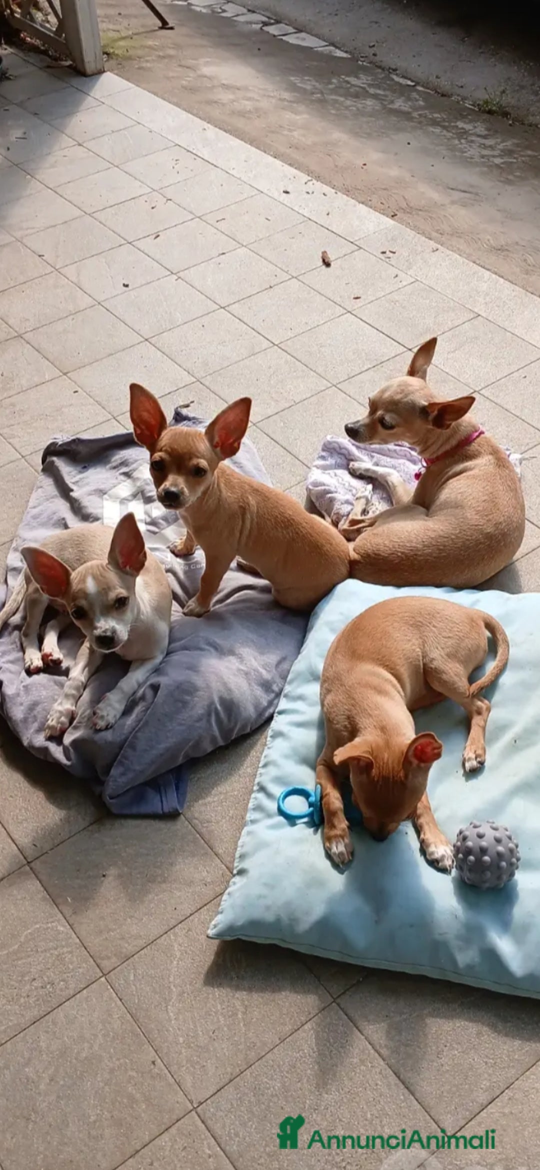 Chihuahua cani in vendita: Chihuahua cucciolini  bellissimi - Annuncio 11