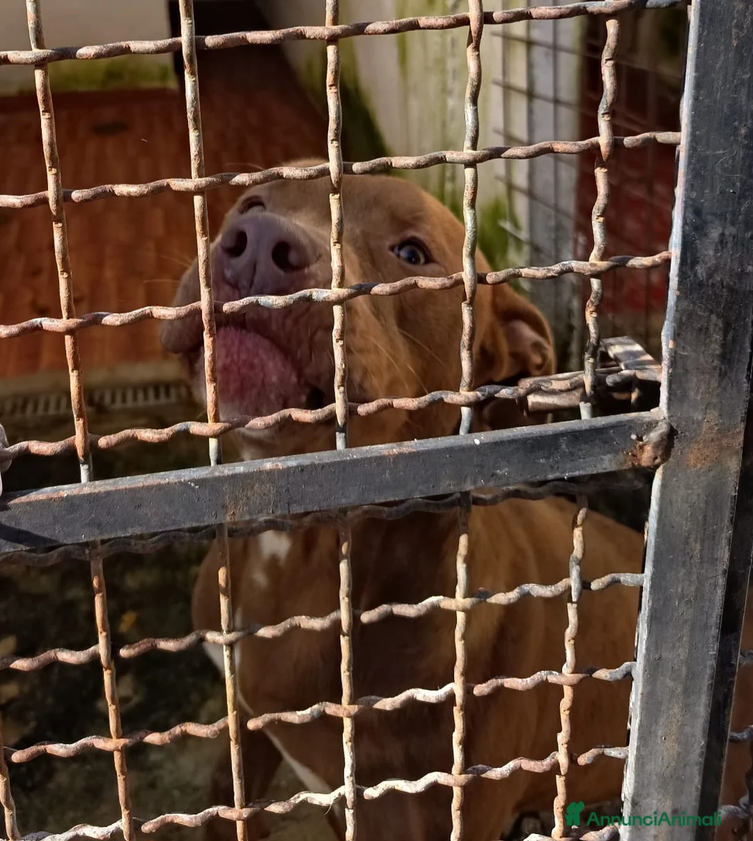 Pitbull cani in regalo: RED MERAVIGLIOSO PITT  a Provincia di Varese - Annuncio 5
