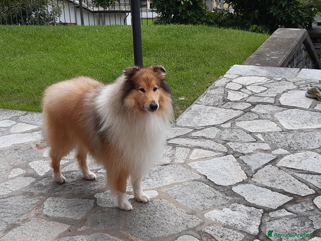 Collie cani per accoppiamento: Cerco Pastore scozzese femmina per accoppiamento - Annuncio 4