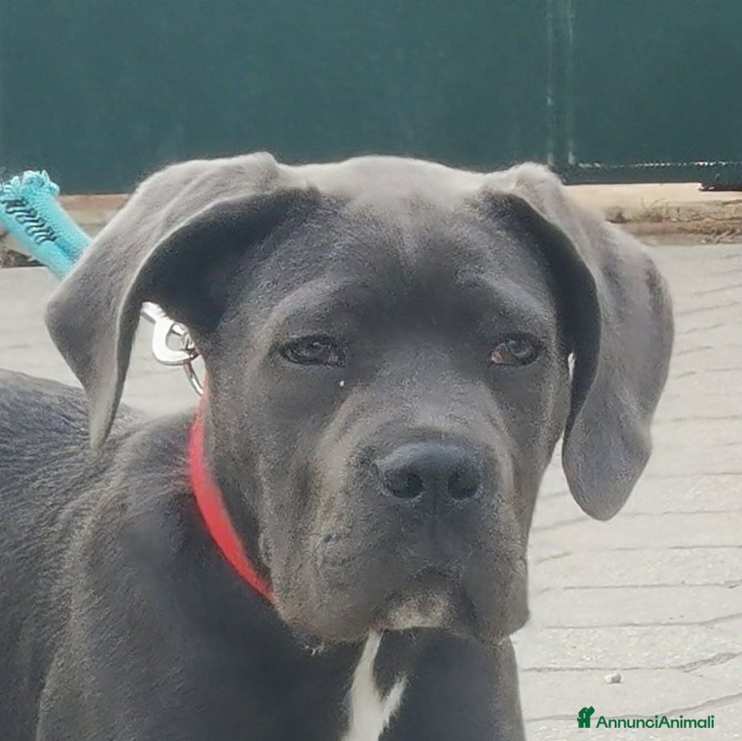 Immagine della galleria {{count}}