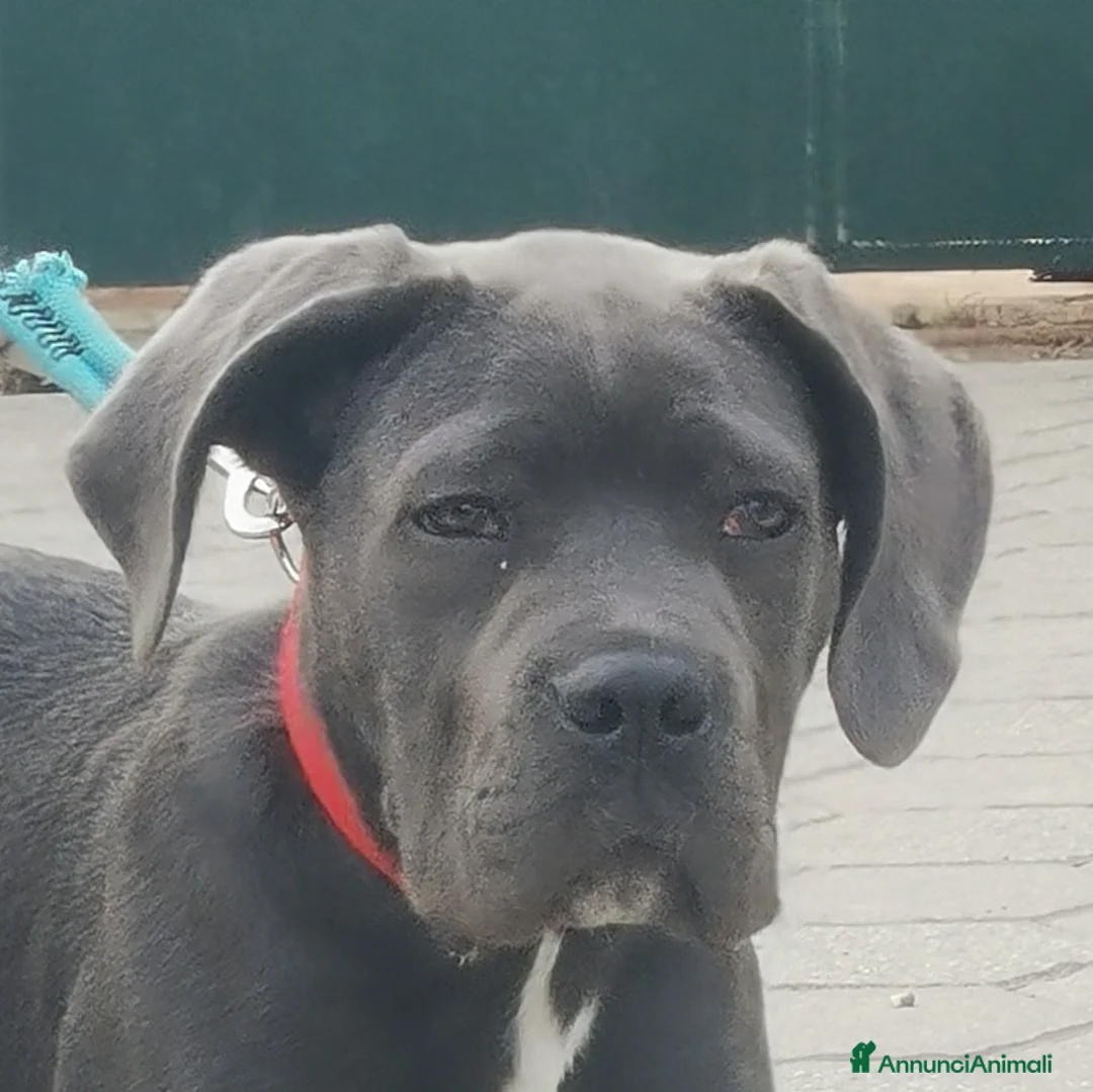 Immagine della galleria {{count}}