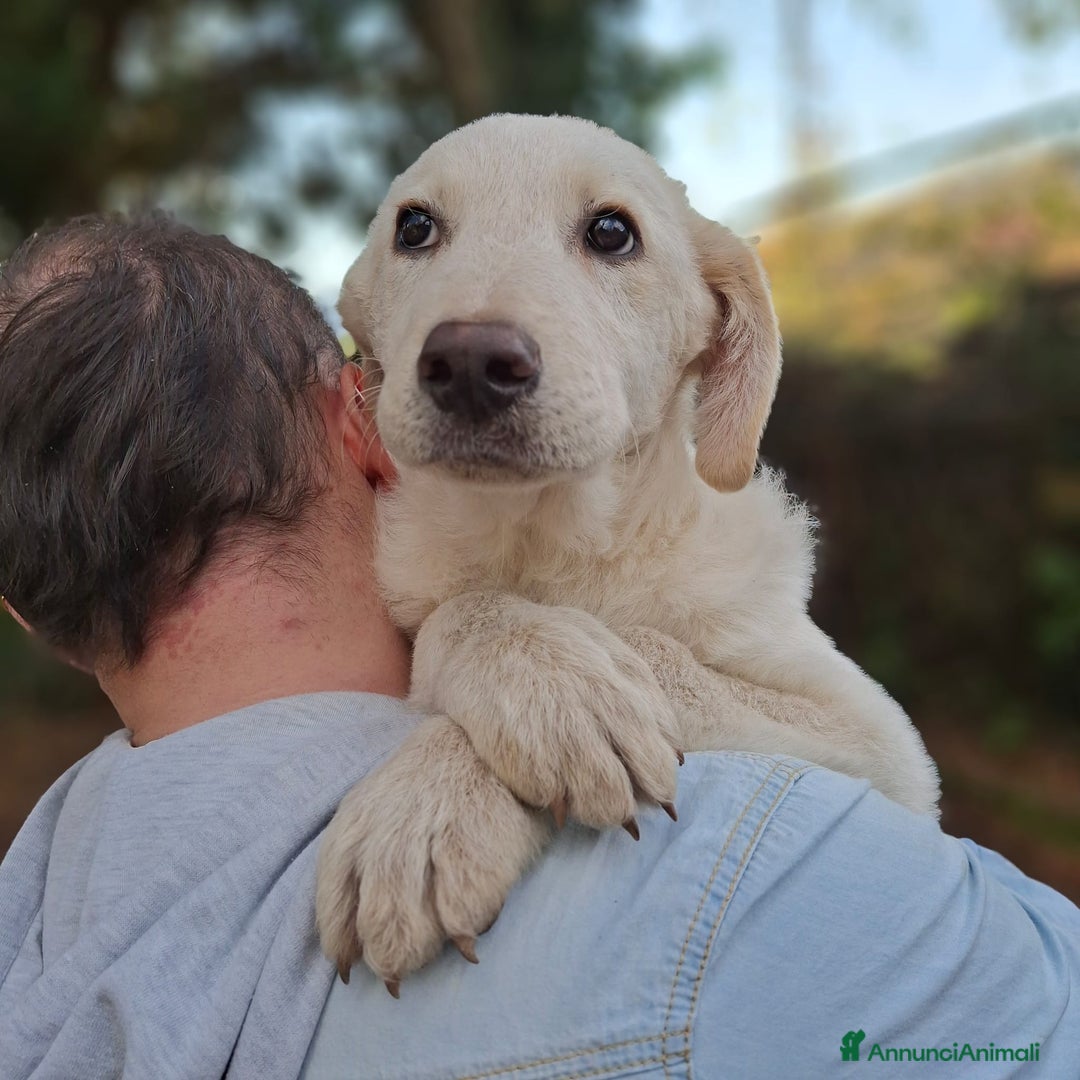 Meticcio cani in regalo: 4 CUCCIOLE impaurite cercano famiglie speciali! - Annuncio 8