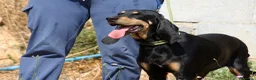 Meticcio cani in regalo: Bea dolcissima segugetta 5 anni in adozione  - Annuncio 6