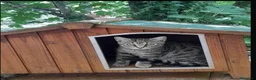 Altre razze gatti in regalo: CERCA CASA 🏡  - Annuncio 1