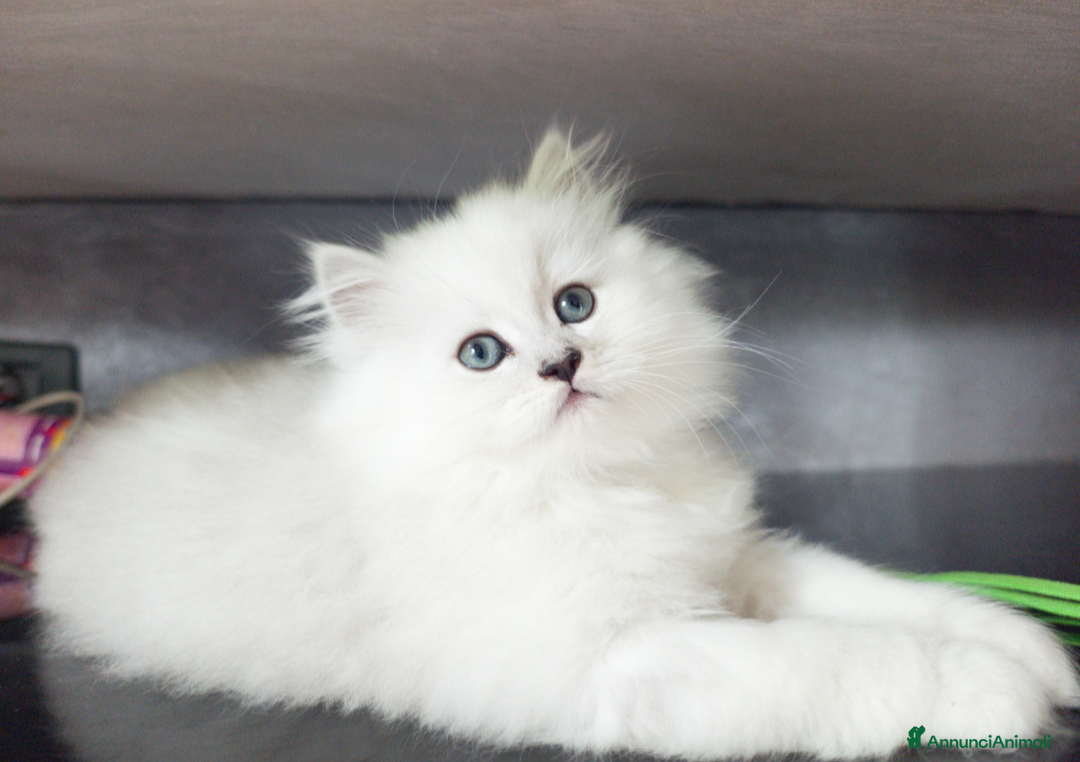 Persiano gatti in vendita: Persino Chinchillà  a Provincia di Padova - Annuncio 7
