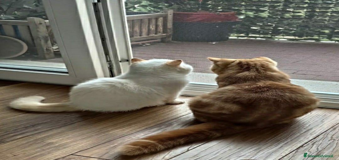 Immagine della galleria {{count}}